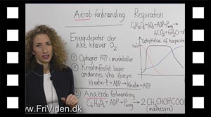 Biokemi aerob anerob