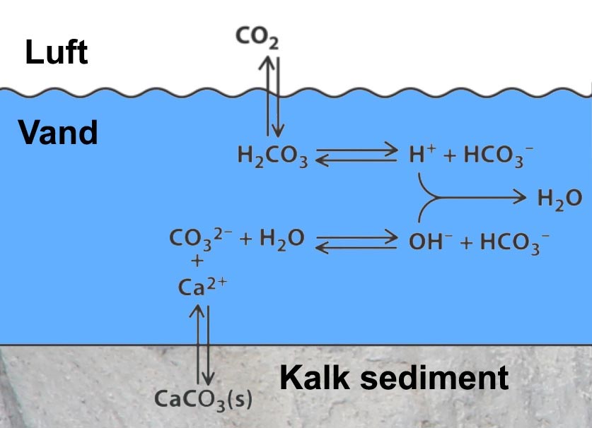 Kalksediment