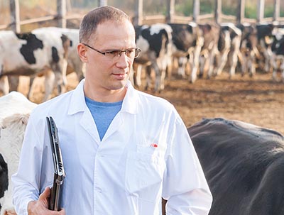 Dyrlæge kontrollere fritgående kvæg