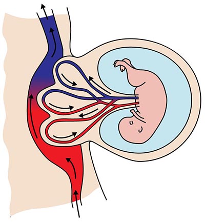 Foster og moderkage 400px