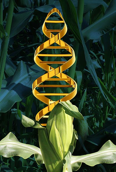 GMO - genmodificeret organisme