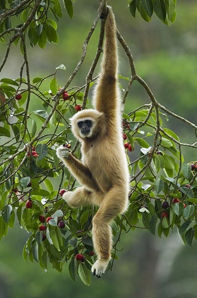 Gibbon