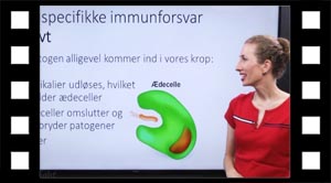 Det uspecifikke immunforsvar