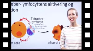 T-dræber-lymfocytter aktivering og funktion