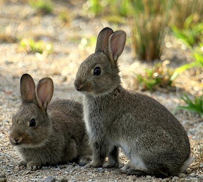 Vilde kaniner