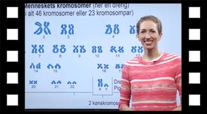Kønskromosomer.