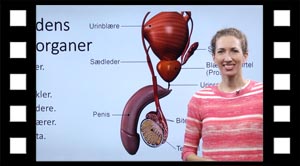 Mandens kønsorganer.