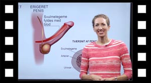 Svulmelegemer i penis.
