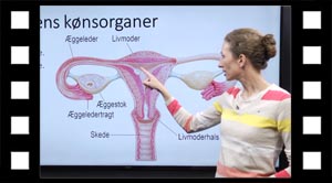 Æggestokke, æggeledere og livmoder.
