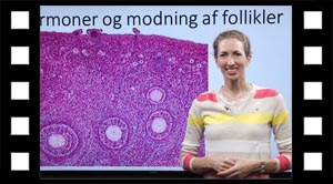 Hormoner og modning af follikler.