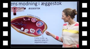 Folliklers modning i æggestok.