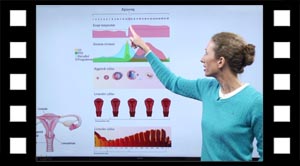 Menstruationscyklus og hormoner.