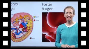 Moderkage og navlestreng.