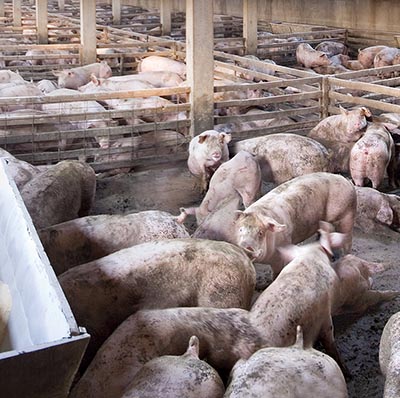 Antibiotika tilsættes svinefoder