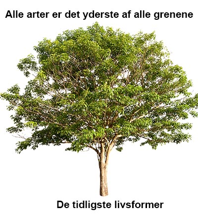 Stamtræ hvor alle arter kommer fra samme stamme