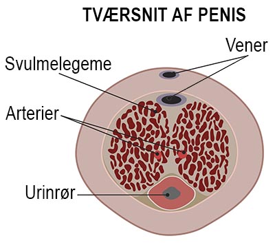 Tværsnit penis 400PX