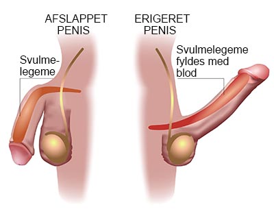 eregeret penis_400px