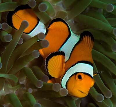 Klovnfisk og giftig søanemone