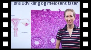 Ægcellens udvikling i tid.