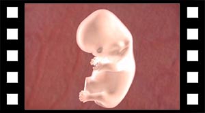 Kort film på engelsk - fra ægløsning til foster.