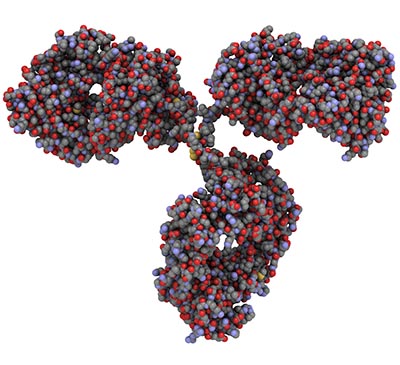 shutterstock_102810104 Immun antistof