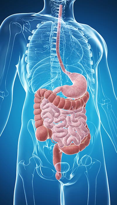 shutterstock_128019119 tarm fordøjelse