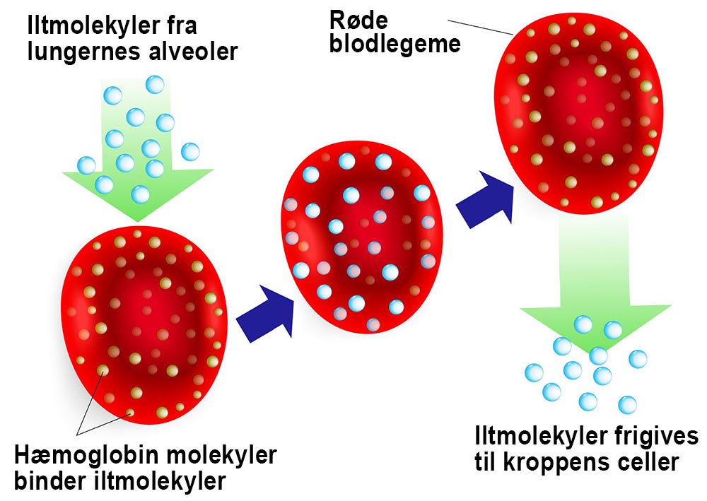 Klik for at forstørre.