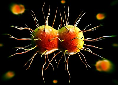 shutterstock_169298405 Neisseria gonorrhoeae bakterie_400px