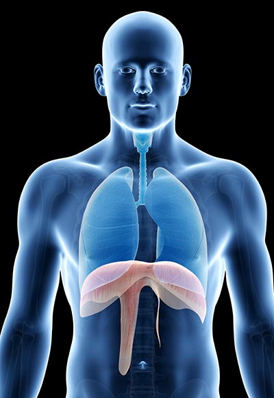 shutterstock_173295425 Lunger mellemgulv