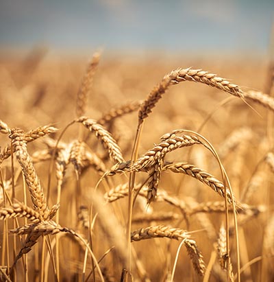 shutterstock_202469110 landbrug hvede
