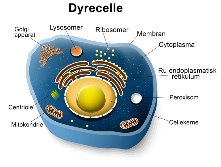 Cellebiologi Biologiskolen Cellebiologi Biologiskolen
