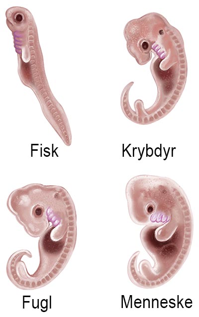 shutterstock_243774694 sex foster 400px