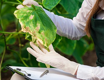 shutterstock_271571255 plante gener biotek