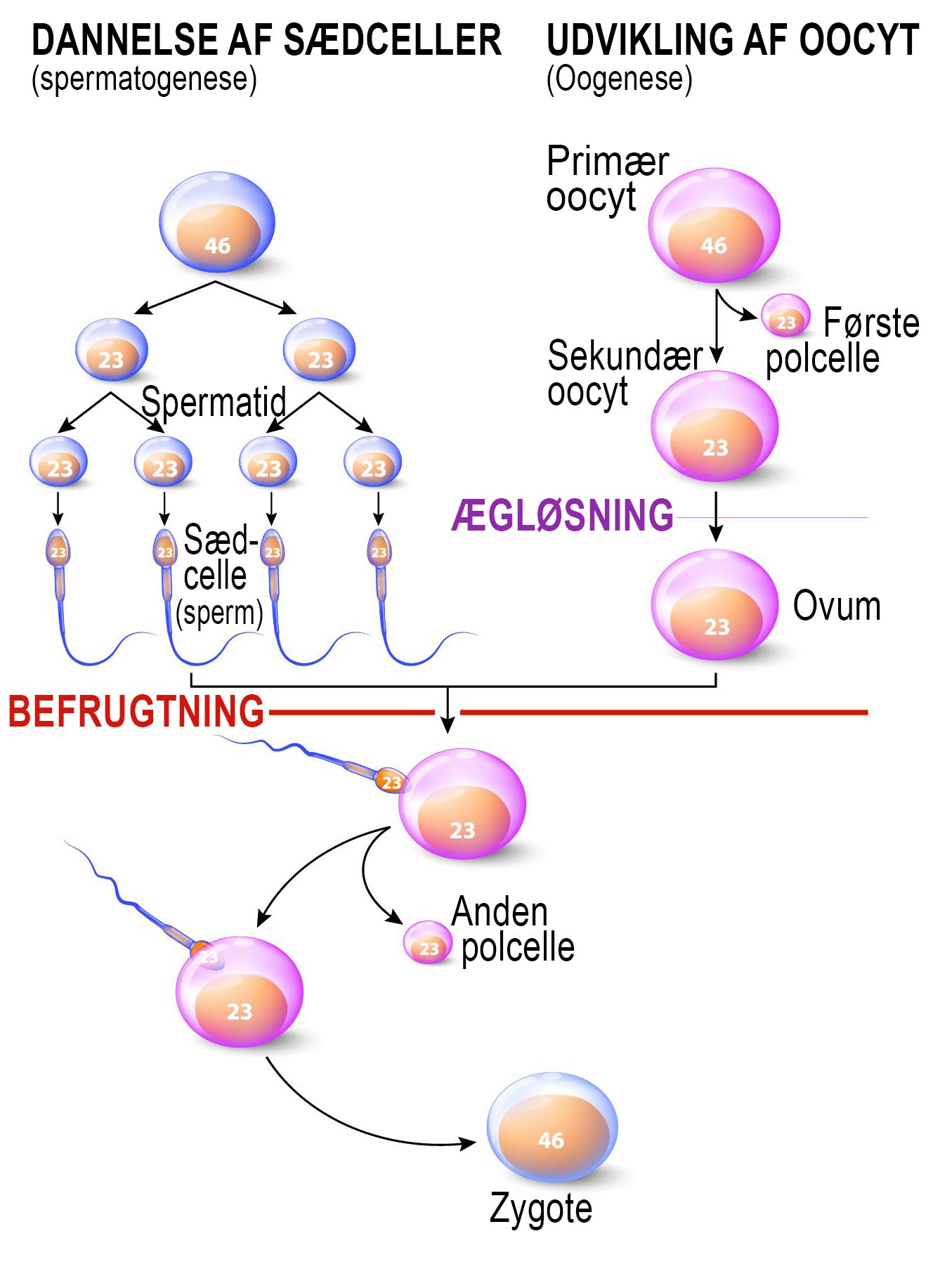 Klik for at forstørre.