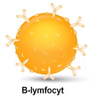 shutterstock_292723997 immun B lymfocyt version2