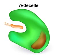 shutterstock_292723997 immun