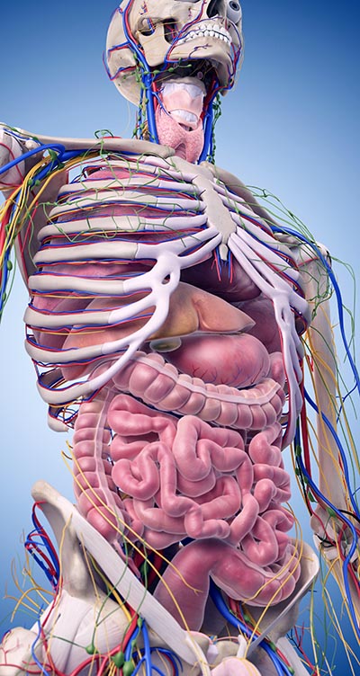 shutterstock_312584624 skelet