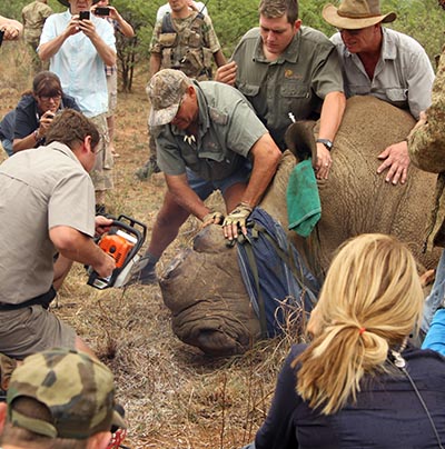 shutterstock_329234825 næsehorn dyr krybskytte 400px