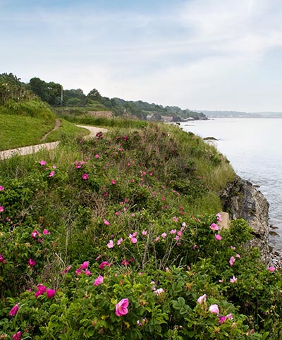 shutterstock_54880471 inversiv art rynket rose