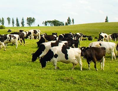 shutterstock_56582695 køer