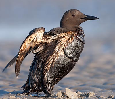 shutterstock_62505043Fugl03 400px