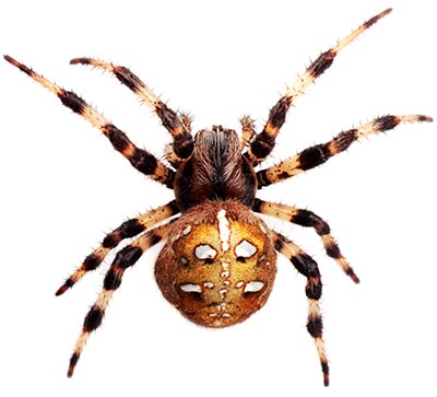 Edderkop (spindler), 8 ben, 2 delt krop