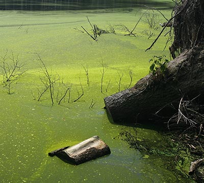 Alger kan være tegn på eutrofiering