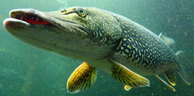 Gedden er vigtig for en sø i balance