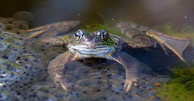 Den grønne frø med nylagte æg