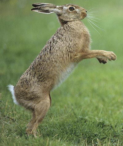 Hare