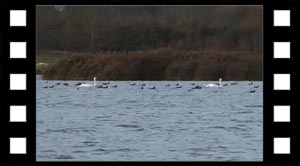 Levesteder hav naturst