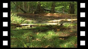 Levesteder skoven natursty