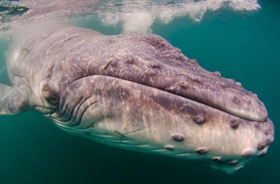 Pukkelhvaler er en at de store bardehvaler