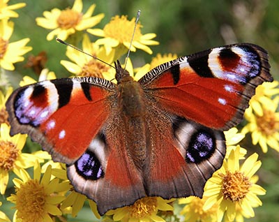 Dagpåfugleøje (Inachis io), sommerfugl
